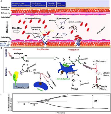 Technology Advancements in Blood Coagulation Measurements for Point-of-Care Diagnostic Testing